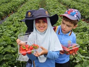 Strawberry Picking for Hifz A and Foundation