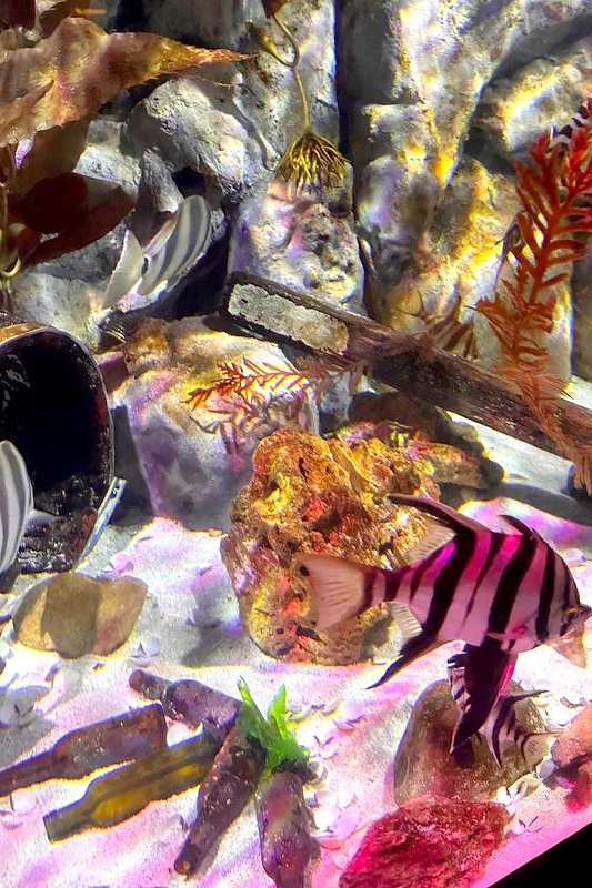 Foundation Students Visit SEA LIFE Aquarium