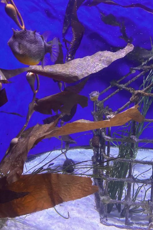 Foundation Students Visit SEA LIFE Aquarium
