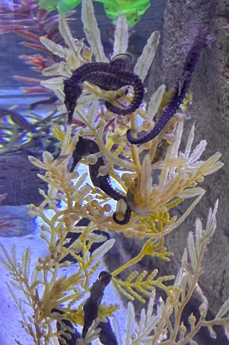 Foundation Students Visit SEA LIFE Aquarium