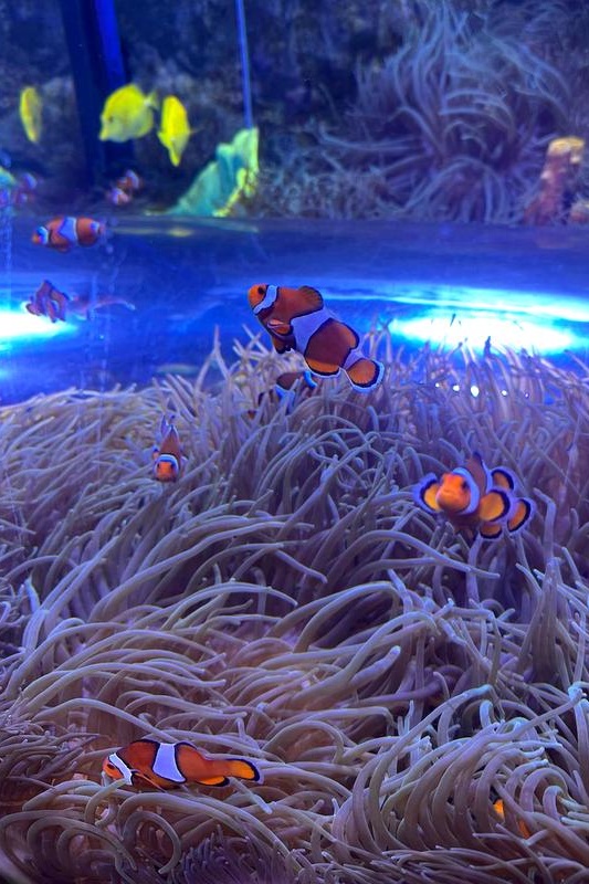 Foundation Students Visit SEA LIFE Aquarium