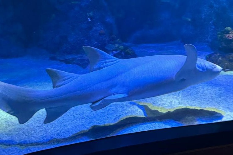 Foundation Students Visit SEA LIFE Aquarium