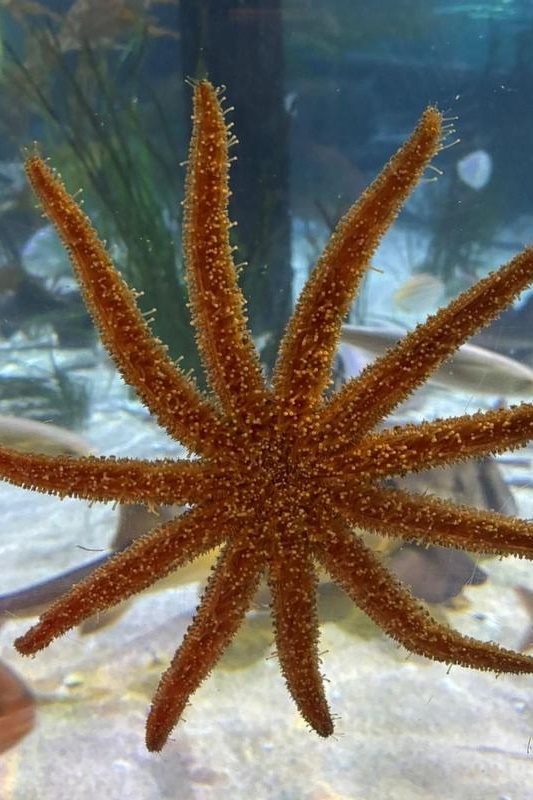 Foundation Students Visit SEA LIFE Aquarium