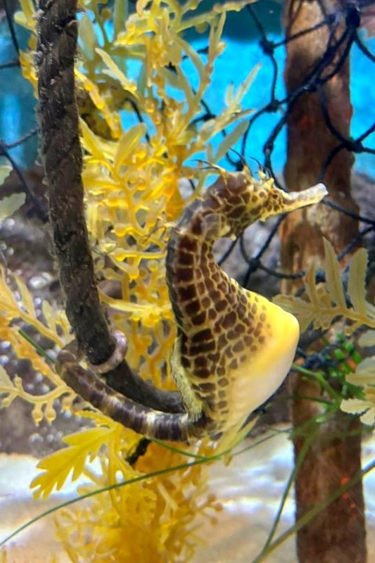 Foundation Students Visit SEA LIFE Aquarium