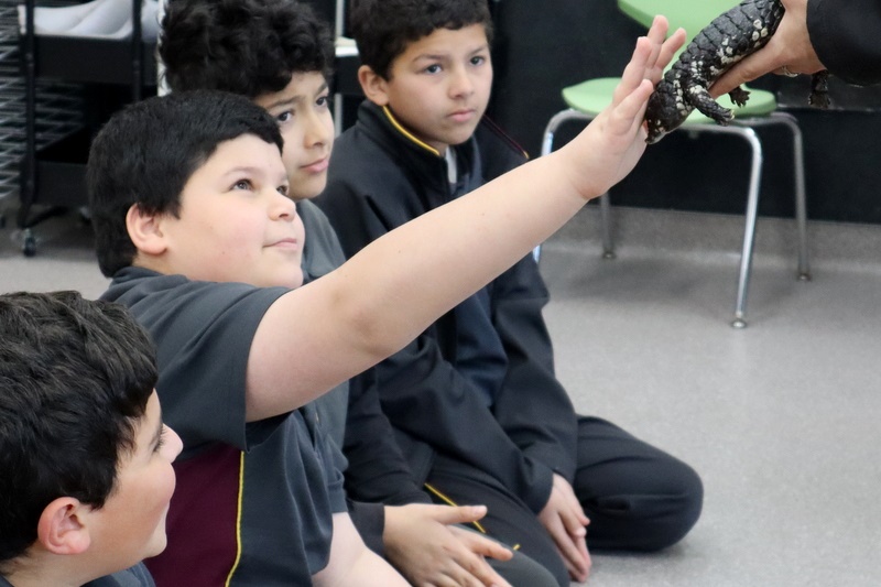 Year 5 Incursion: Australian Native Wildlife