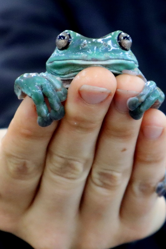 Year 5 Incursion: Australian Native Wildlife