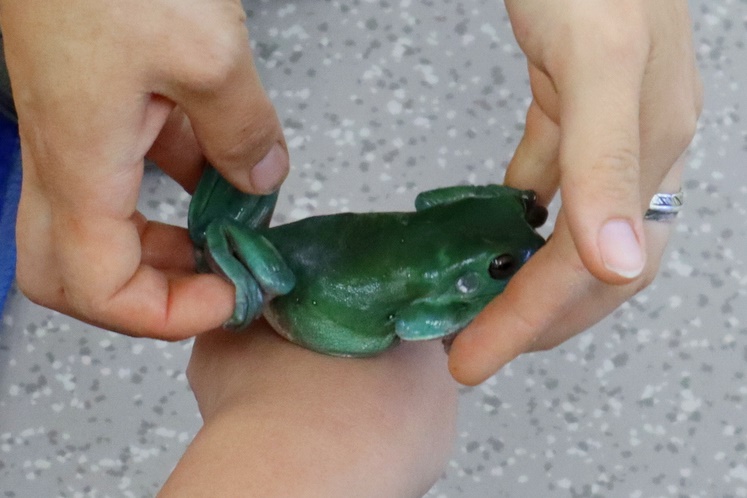 Year 5 Incursion: Australian Native Wildlife
