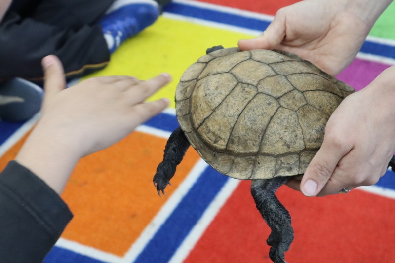 Year 5 Incursion: Australian Native Wildlife