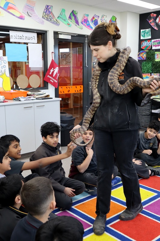 Year 5 Incursion: Australian Native Wildlife