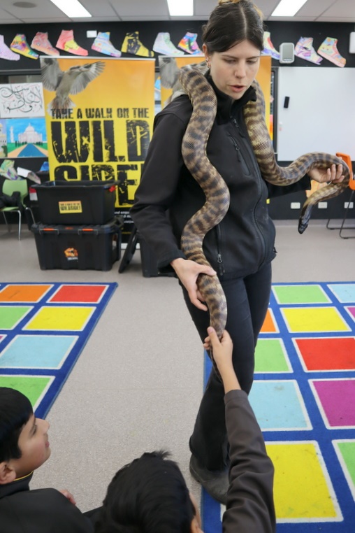 Year 5 Incursion: Australian Native Wildlife