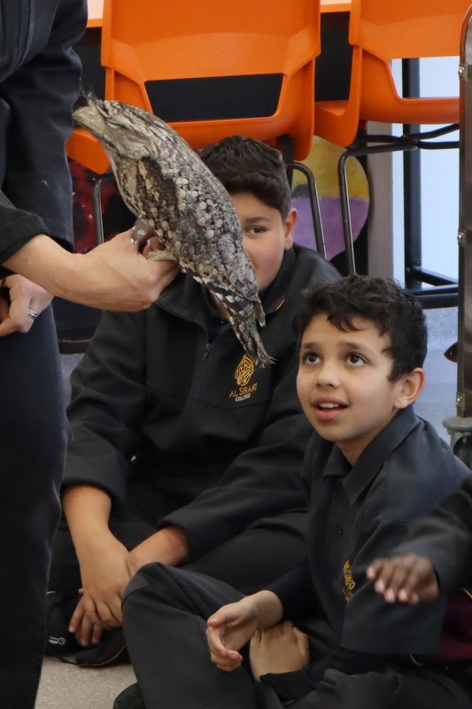 Year 5 Incursion: Australian Native Wildlife
