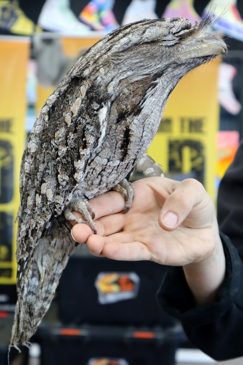 Year 5 Incursion: Australian Native Wildlife