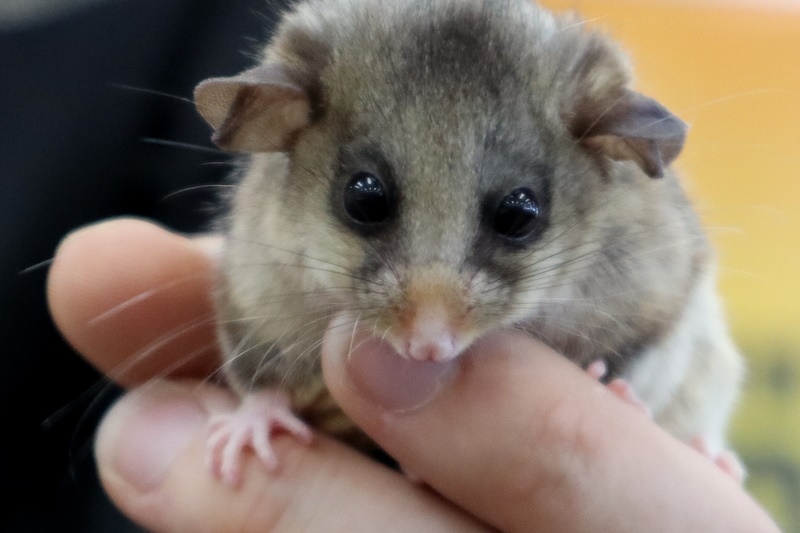 Year 5 Incursion: Australian Native Wildlife