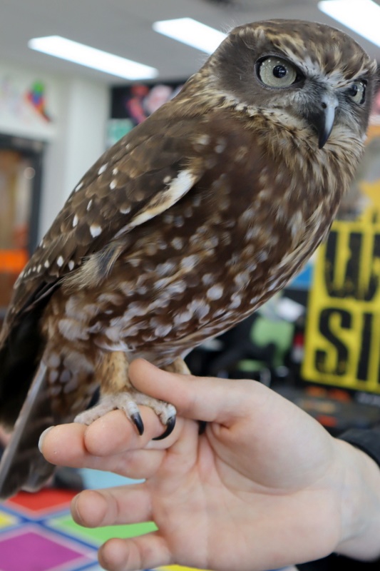 Year 5 Incursion: Australian Native Wildlife