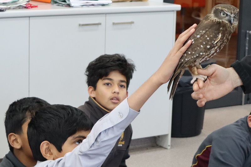 Year 5 Incursion: Australian Native Wildlife