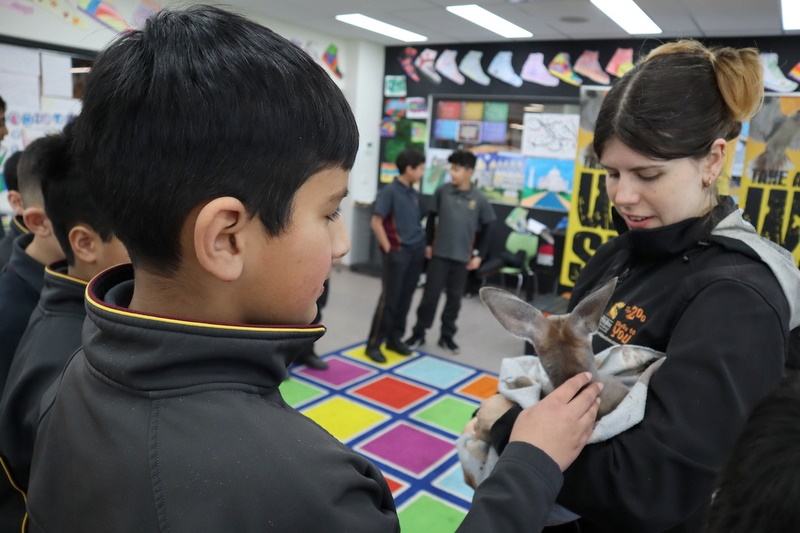 Year 5 Incursion: Australian Native Wildlife