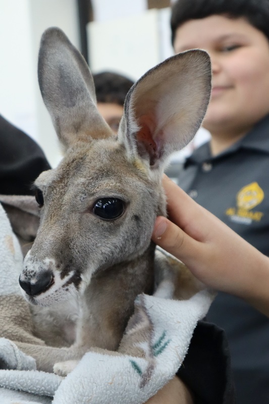 Year 5 Incursion: Australian Native Wildlife