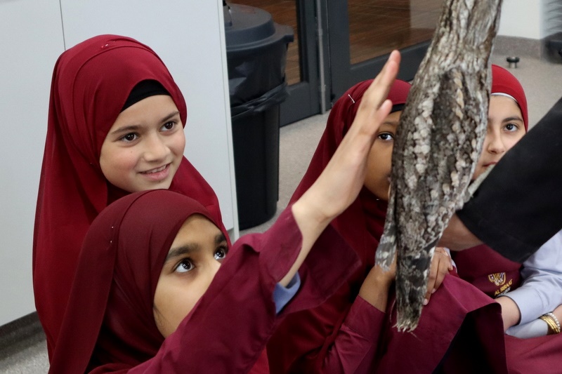 Year 5 Incursion: Australian Native Wildlife