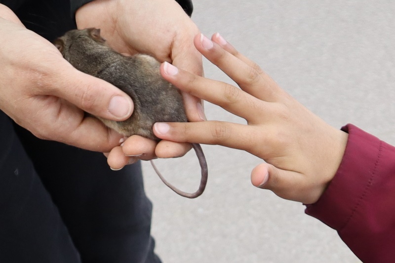 Year 5 Incursion: Australian Native Wildlife