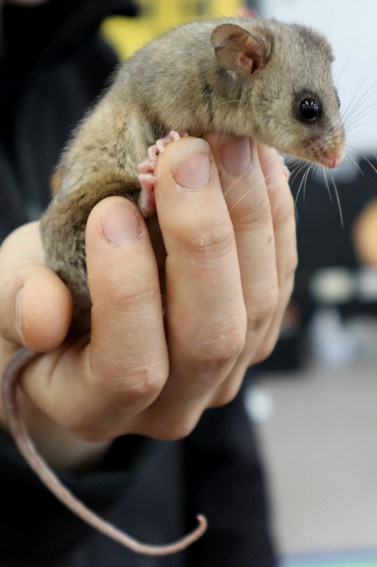 Year 5 Incursion: Australian Native Wildlife