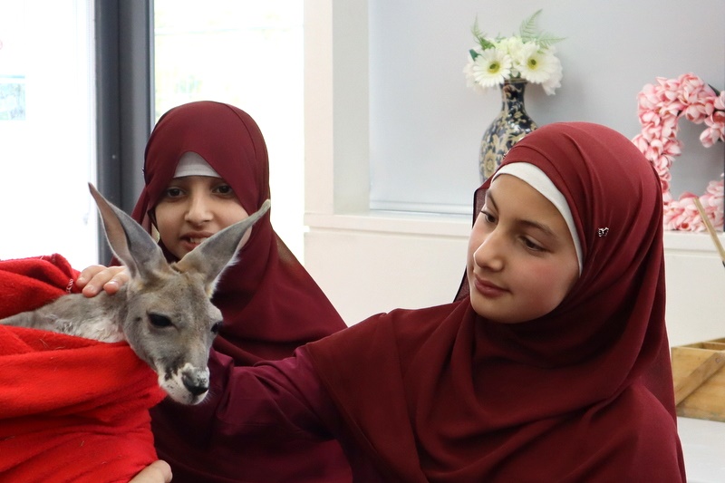 Year 5 Incursion: Australian Native Wildlife