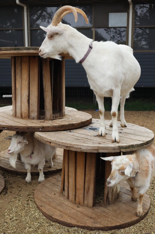 2025 Production: Year 1 Show