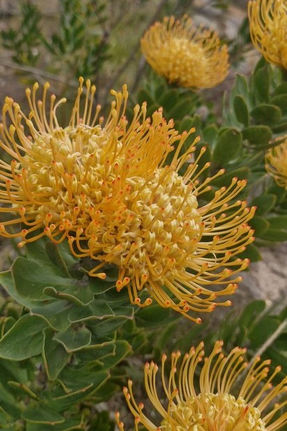 Year 5 Boys: Angahook Camp 2025