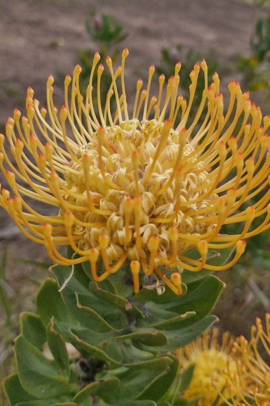 Year 5 Boys: Angahook Camp 2025