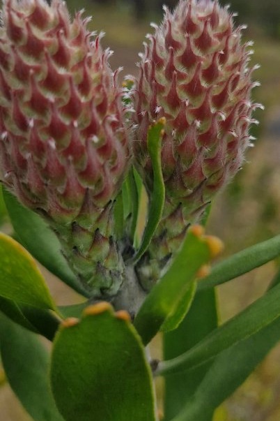 Year 5 Boys: Angahook Camp 2025