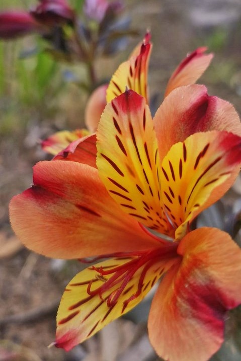 Year 5 Boys: Angahook Camp 2025