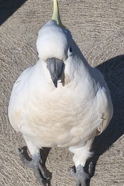 Year 5 Boys: Angahook Camp 2025