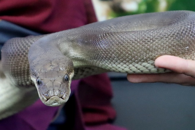 Year 4 Wildlife Xposure Incursion