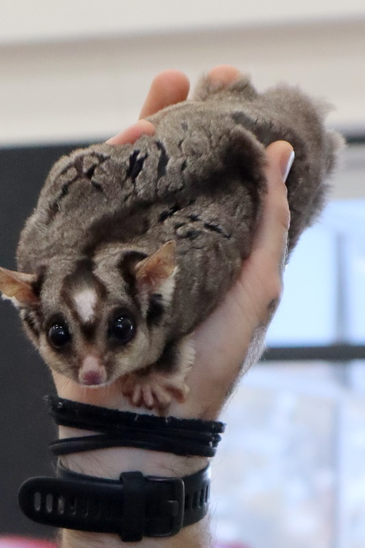 Year 4 Wildlife Xposure Incursion