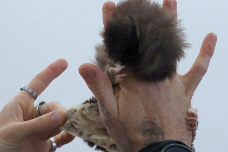 Year 4 Wildlife Xposure Incursion