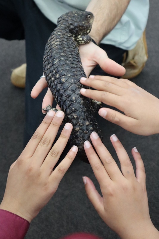 Year 4 Wildlife Xposure Incursion