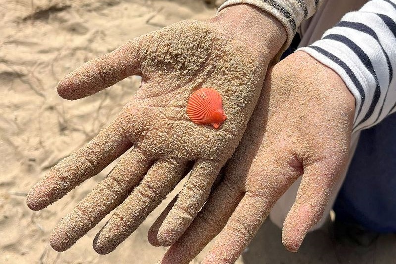 Year 5-6 Girls: Camp Portsea