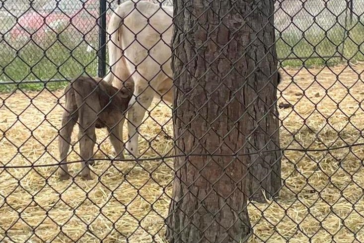 ASC Mini Farm Open Day