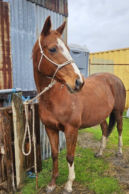 Welcome “Pandora” to our Equestrian Program