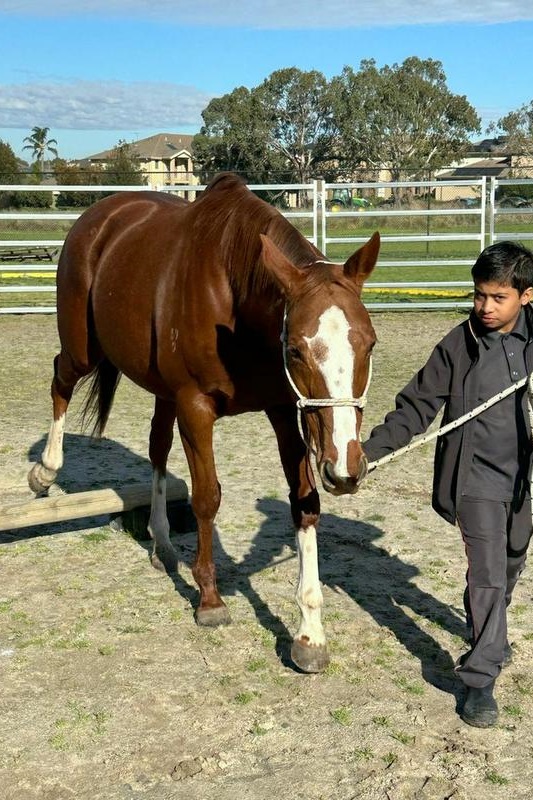 Welcome “Pandora” to our Equestrian Program