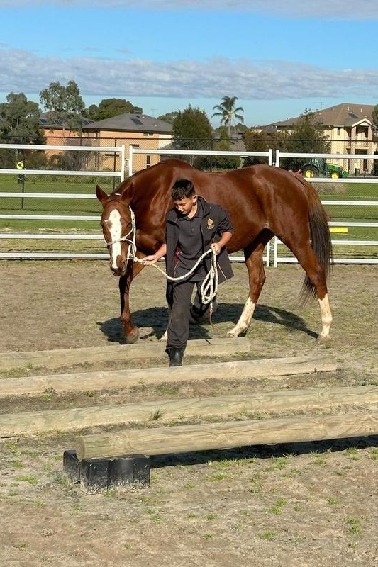 Welcome “Pandora” to our Equestrian Program