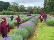 Year 3 and 4 Dojo Redemption: Lavender Farm