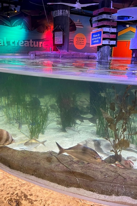 Foundation Islamic Studies Excursion: Sea Life