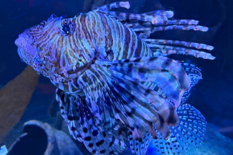 Foundation Islamic Studies Excursion: Sea Life