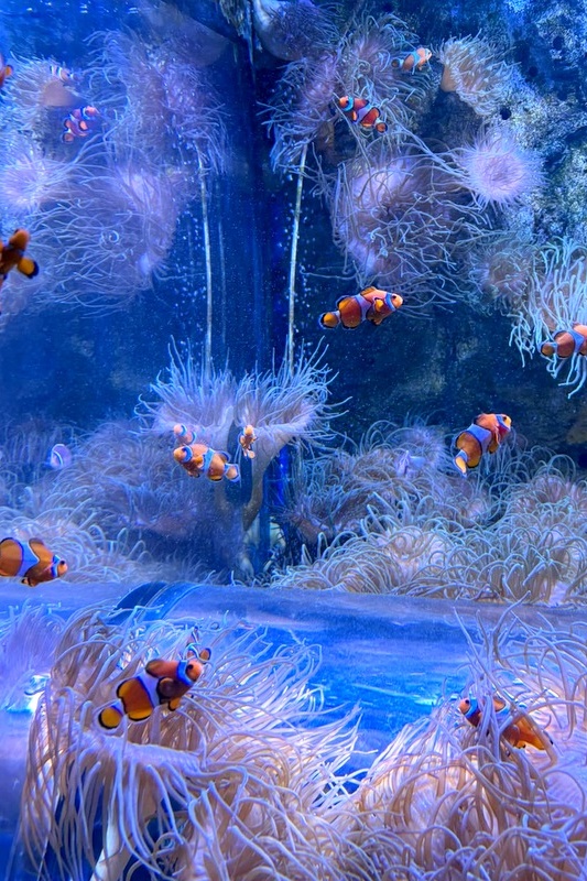 Foundation Islamic Studies Excursion: Sea Life