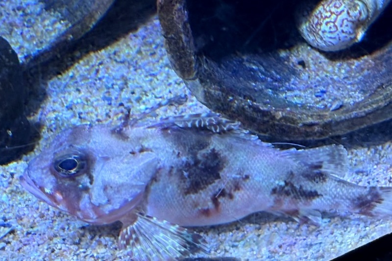 Foundation Islamic Studies Excursion: Sea Life