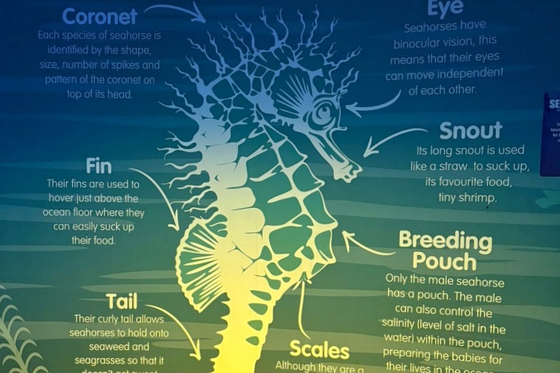 Foundation Islamic Studies Excursion: Sea Life