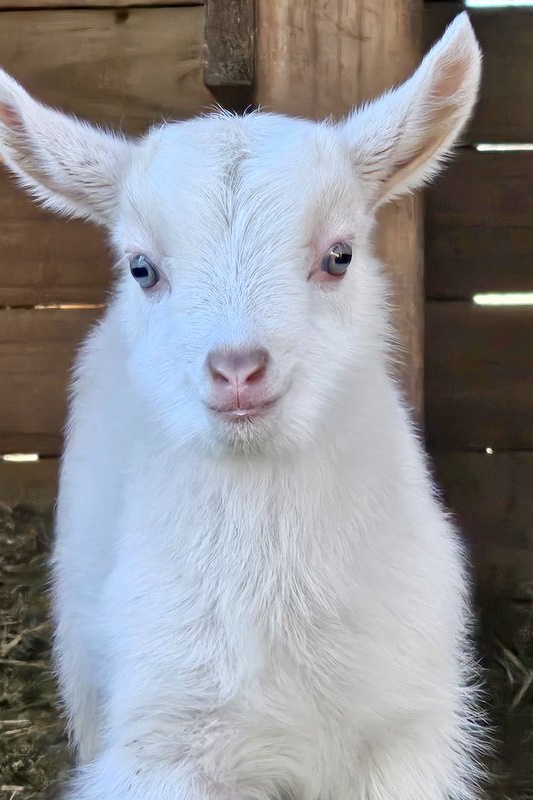 Springtime at the ASC Mini Farm