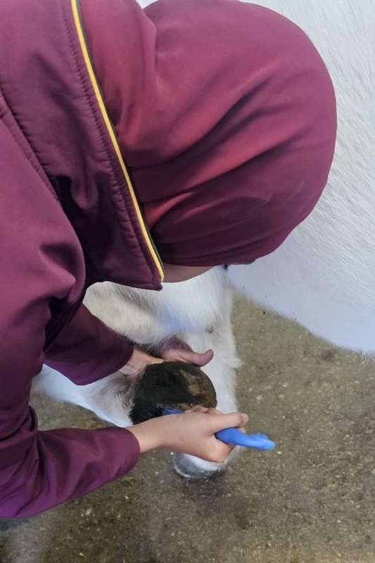 Springtime at the ASC Mini Farm
