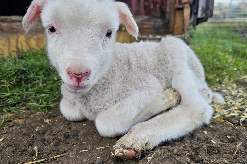 Springtime at the ASC Mini Farm