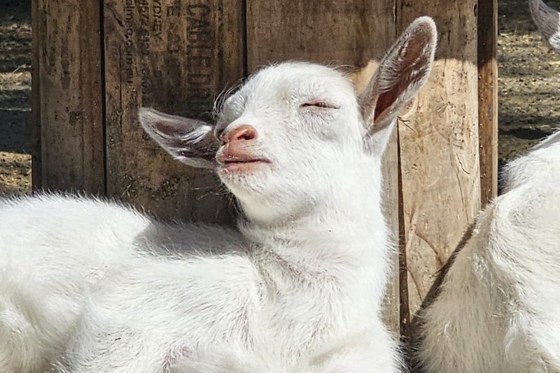 Springtime at the ASC Mini Farm